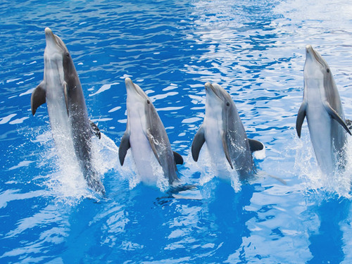 marineland-grand-dauphin