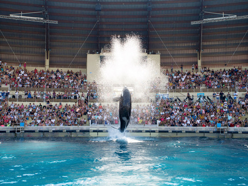 marineland-présentation-animalière