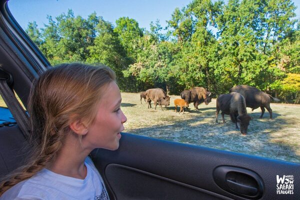 circuit-voiture-bisons-wow-safari-peaugres
