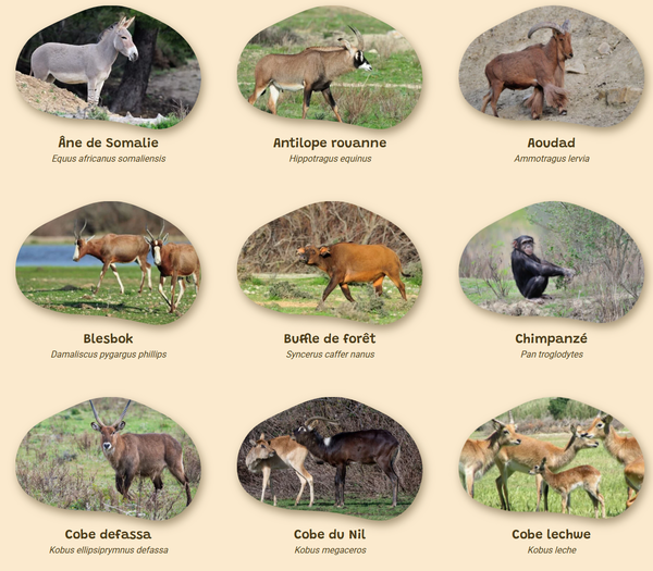 mammiferes-reserve-africaine-de-sigean