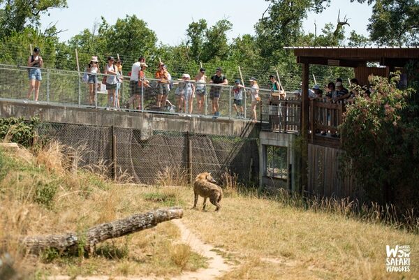 wow-safari-peaugres-observation-animaux