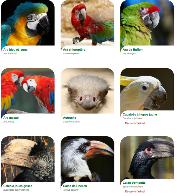 zoo-de-la-palmyre-oiseaux