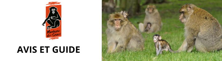 montagne-des-singes-avis