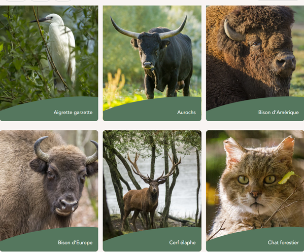 parc-sainte-croix-animaux