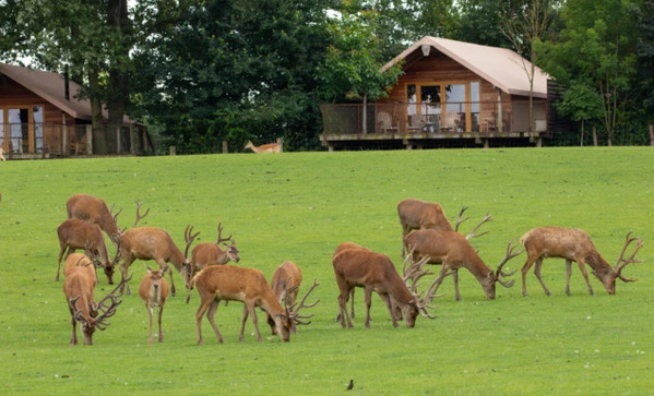 parc-sainte-croix-lodge-des-cerfs