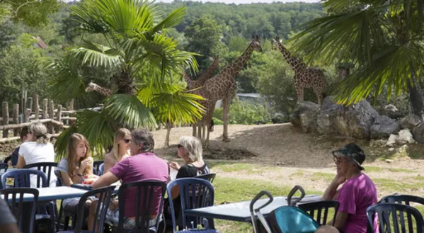zoobeauval-restaurant-savane