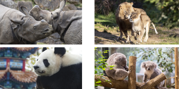 zooparc-beauval-animaux